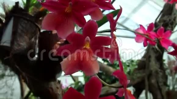 红兰的花朵视频的预览图