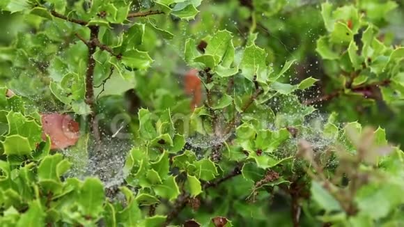 带有露珠的蜘蛛网在自然界的栎类野生植物上视频的预览图