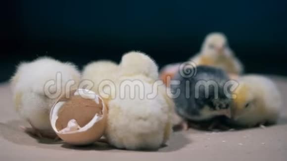 很多新生的小鸡在一起亲密无间视频的预览图