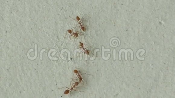 珊瑚沙上的红蚂蚁视频的预览图