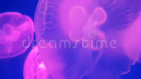 4K一组荧光粉水母在水族馆游泳池游泳透明水母水下镜头发光美杜莎视频的预览图