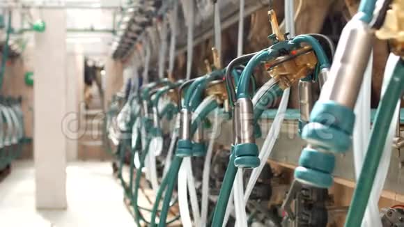在一个现代化的农场里挤奶配备挤奶机和挤奶设备农业和工业农业加工视频的预览图