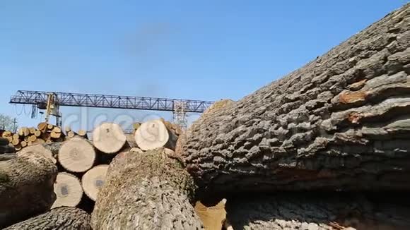 松木和木材伐木视频的预览图