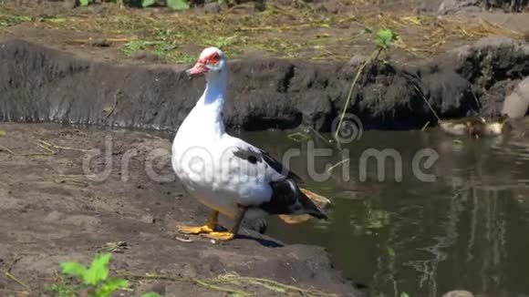 印度鸭女和小鸭在池塘里家中农场里的一只鸟视频的预览图