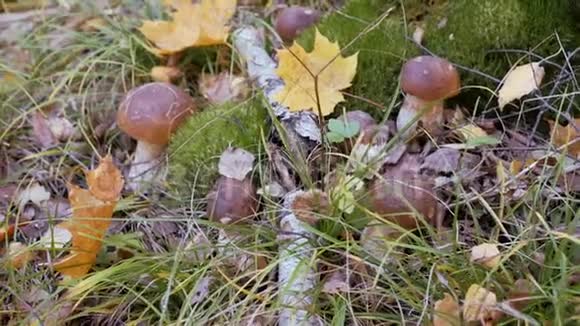 森林里的白木耳秋天时节美丽的蘑菇闪闪发光黄叶落在Korichnivuyu蘑菇帽上视频的预览图