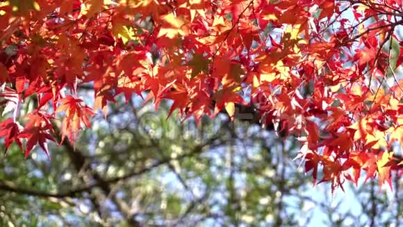 日本京都金雀园明治季日本枫叶色彩斑斓视频的预览图