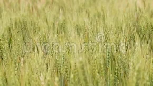 小穗迎风移动的田野美丽自然的概念农作物大麦和小麦收获的食物视频的预览图