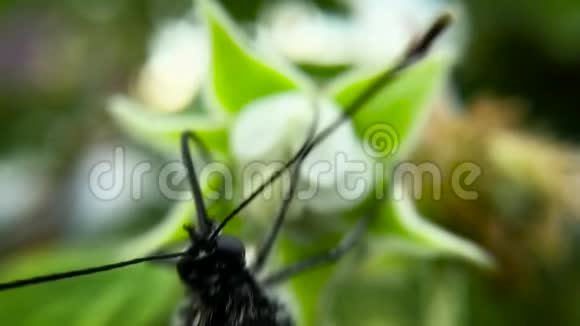 慢动作白菜蝴蝶宏在蝴蝶上顺利地击中相机视频的预览图
