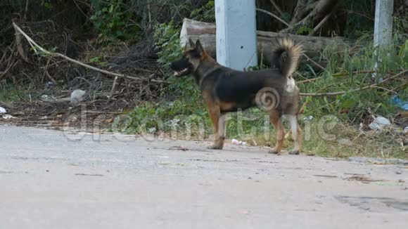 两只流浪狗在肮脏的街道上一只无家可归的狗在城市被遗弃的地方视频的预览图