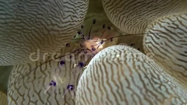 泡泡珊瑚虾在泡泡珊瑚中视频的预览图