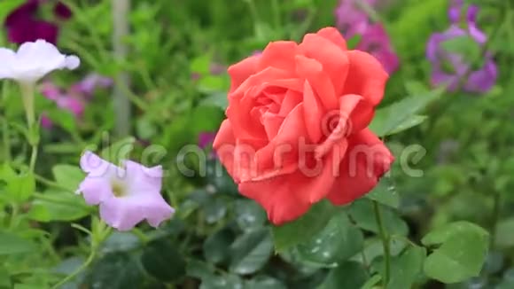红玫瑰在美丽的春天花园里视频的预览图