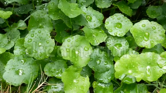 全高清绿叶带滴雨水背景绿色绿色自然新鲜背景视频的预览图