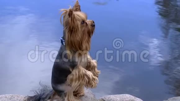 约克郡猎犬坐在湖边的石头上视频的预览图