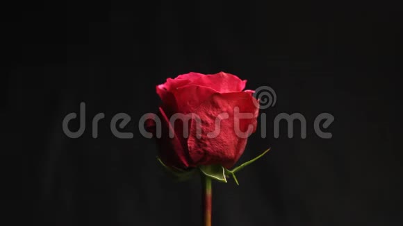 红色玫瑰花蕾在黑色模糊的背景上白烟从钩子笼罩着这朵花特写镜头气泡落在花上视频的预览图