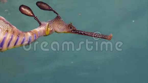 海洋中的杂草海龙视频的预览图