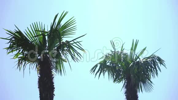 棕榈树在夏日的微风中视频的预览图
