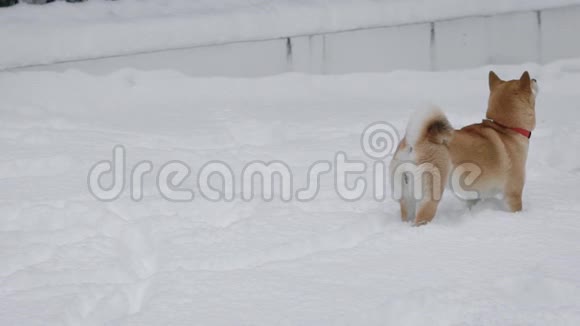 有趣的狗在雪地草地上玩耍视频的预览图