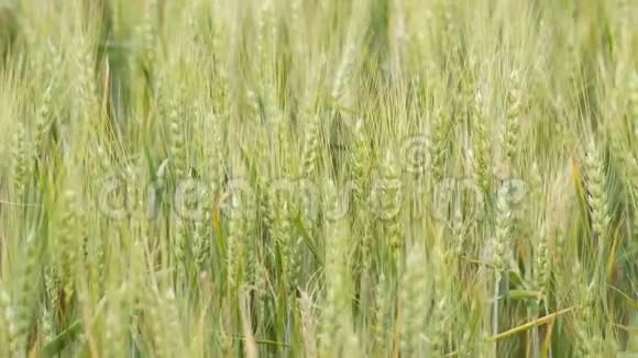 小穗迎风移动的田野美丽自然的概念农作物大麦和小麦收获的食物视频的预览图