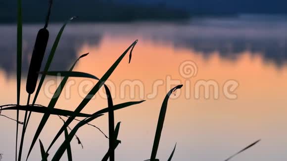 日落河上的剪影茎生长在水边视频的预览图