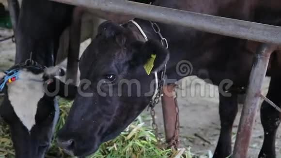黑牛在农场吃饭视频的预览图