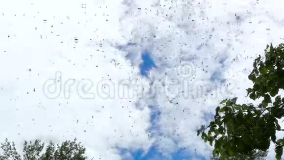 蓝天上满是一群昆虫视频的预览图
