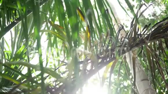 穿过茂密的热带树冠阳光照耀下视频的预览图
