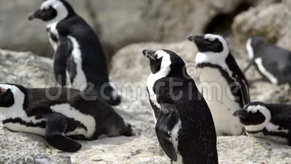 南非海角半岛巨石海滩上的企鹅群视频的预览图