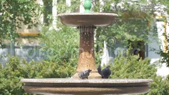 鸽子从小喷泉里喝水视频的预览图