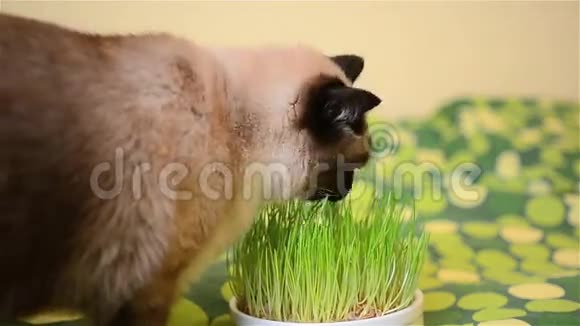 暹罗公猫吃草视频的预览图