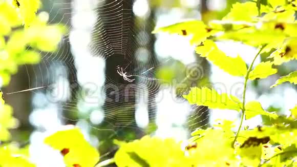 在森林里的蜘蛛视频的预览图
