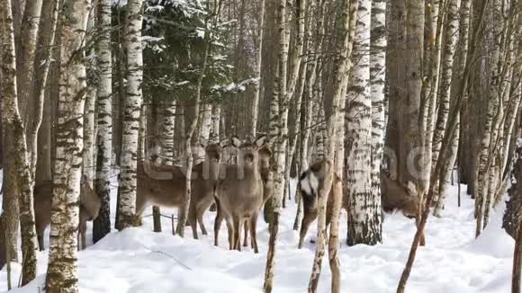 一群野生梅花鹿在森林里视频的预览图