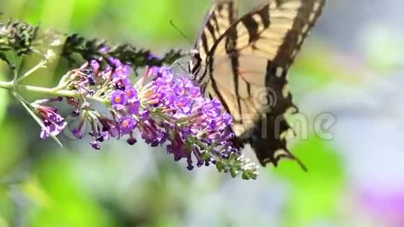 帝王蝴蝶以蝴蝶灌木为食视频的预览图