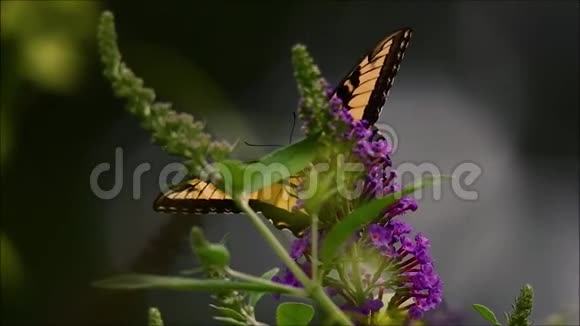 帝王蝴蝶以蝴蝶灌木为食视频的预览图