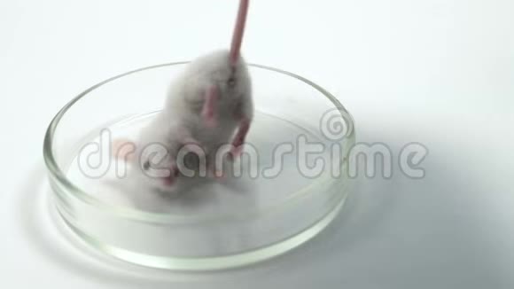白底死鼠为鼠死动物背景概念视频的预览图