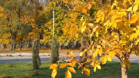 秋天的城市公园绿草背景上有黄色叶子的树视频的预览图