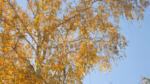 金桦叶秋天的天空背景视频的预览图