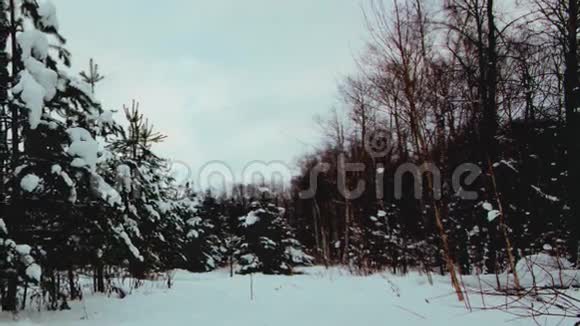 冬季森林循环变焦视频的预览图