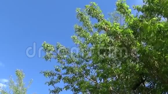灰树的花和果实青天背景下风中白蜡树的枝条视频高清拍摄视频的预览图