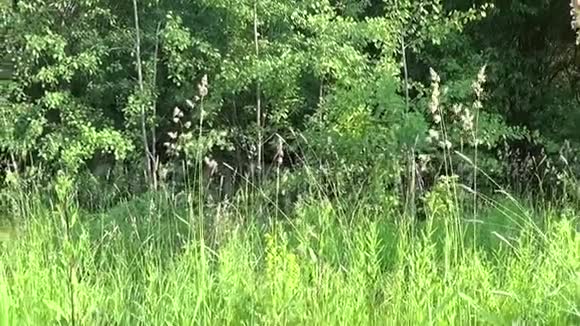 盛开的巨藻在田野上特写视频镜头镜头从草地到植物视频的预览图
