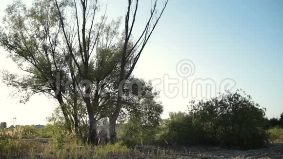 一棵干树在森林里伐木时倒下视频的预览图
