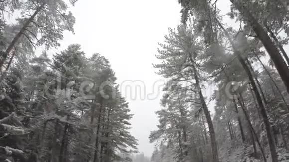 走在雪地下森林里的一条小路上视频的预览图