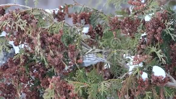 成年雌性欧洲西辛在冬季吃Thuja种子视频的预览图
