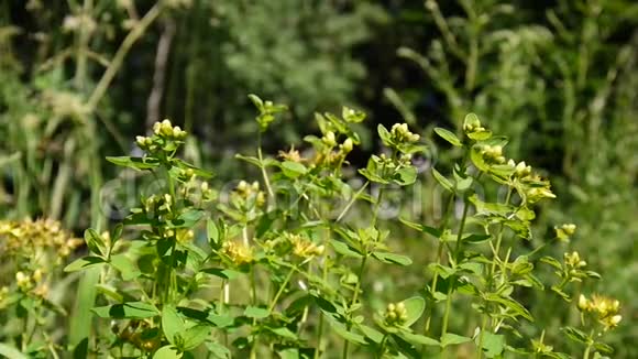 圣约翰麦汁田间有花的药用植物视频的预览图