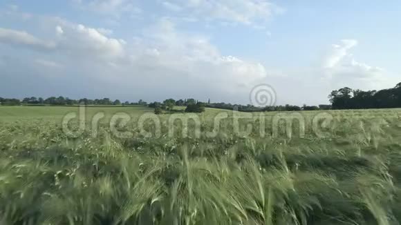 夏天的小大麦视频的预览图