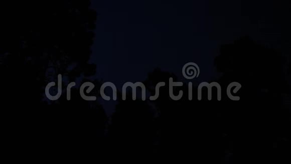 黑夜中的森林和闪电视频的预览图