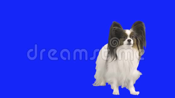 帕皮龙狗站在他的后腿上用蓝色的hromake股票录像视频的预览图