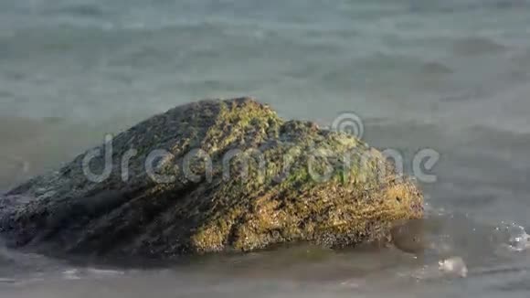 水中有海藻的大石头视频的预览图