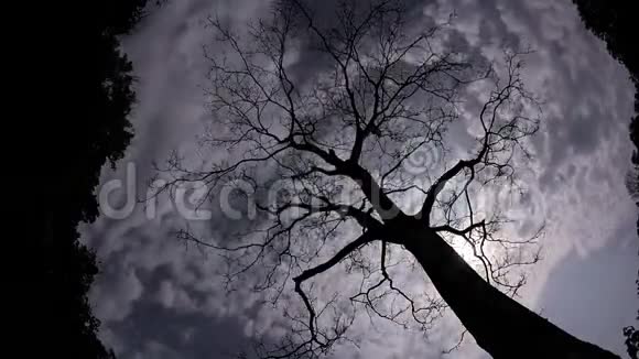 当云经过时一棵树的时间流逝视频的预览图