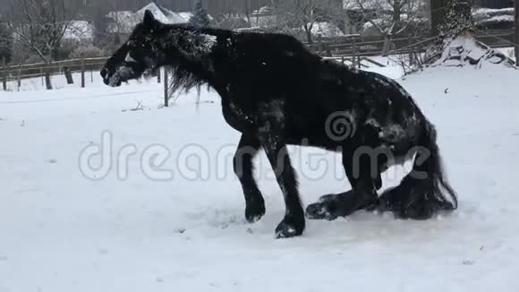 弗里斯兰马躺在田野的冬天的雪地里视频的预览图