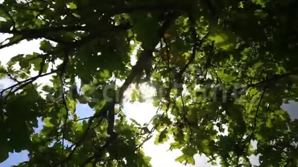 秋天的橡树叶晚夏太阳穴视频的预览图